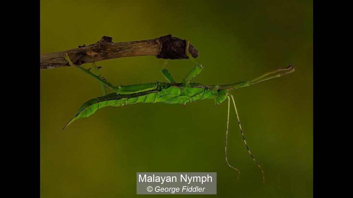Malayan Nymph